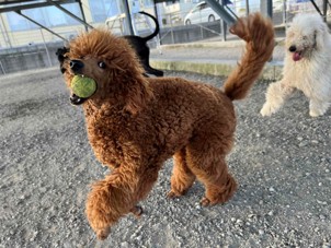 徳島|シュトラールケンネル|スタンダードプードル|リュック