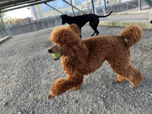 徳島|シュトラールケンネル|スタンダードプードル|リュック