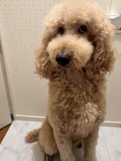 徳島|シュトラールケンネル|スタンダードプードル|ニコ