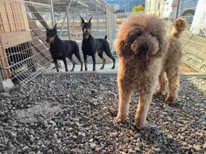 徳島|シュトラールケンネル|スタンダードプードル|ニコ