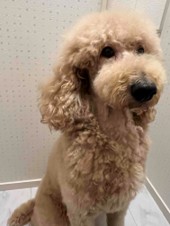 徳島|シュトラールケンネル|スタンダードプードル|ニコ