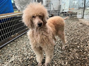 徳島|シュトラールケンネル|スタンダードプードル|ニコ