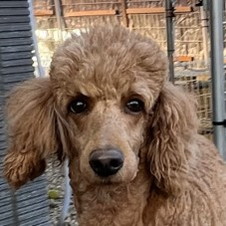 徳島|シュトラールケンネル|スタンダードプードル|ステラ