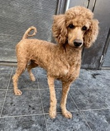 徳島|シュトラールケンネル|スタンダードプードル|ステラ