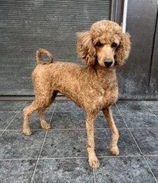 徳島|シュトラールケンネル|スタンダードプードル|ステラ