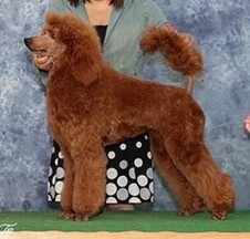 徳島|シュトラールケンネル|スタンダードプードル|ステラ