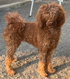 徳島|シュトラールケンネル|スタンダードプードル|ステラ