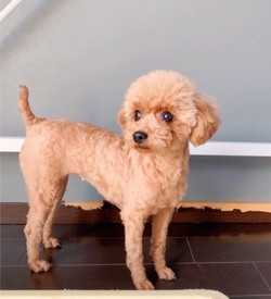 徳島|シュトラールケンネル|トイプードル|アト