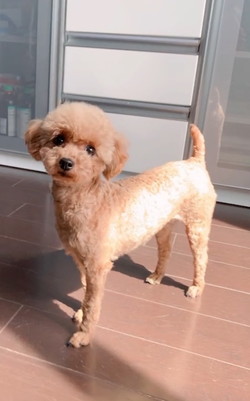 徳島|シュトラールケンネル|トイプードル|アト