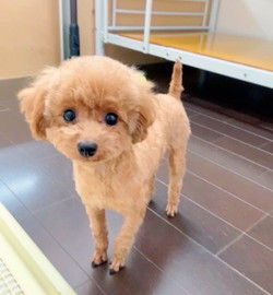 徳島|シュトラールケンネル|トイプードル|アト