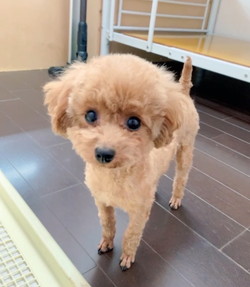 徳島|シュトラールケンネル|トイプードル|アト