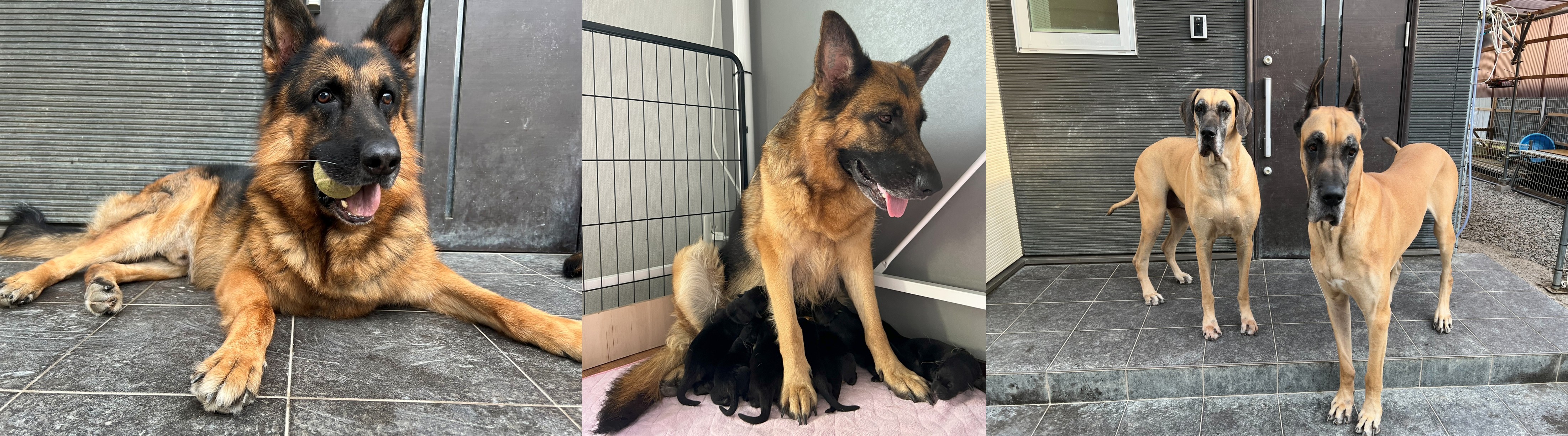 徳島のシュトラールケンネルお迎えの画像