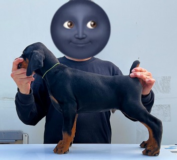 徳島県|阿南市|ブリーダー|シュトラールケンネル|ドーベルマンの子犬1|