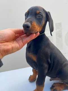 徳島県|阿南市|ブリーダー|シュトラールケンネル|ドーベルマンの子犬1|