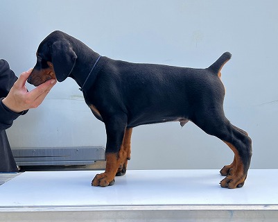 徳島県|阿南市|ブリーダー|シュトラールケンネル|ドーベルマンの子犬1|