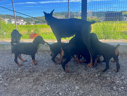 徳島県|阿南市|ブリーダー|シュトラールケンネル|ドーベルマンの子犬1|