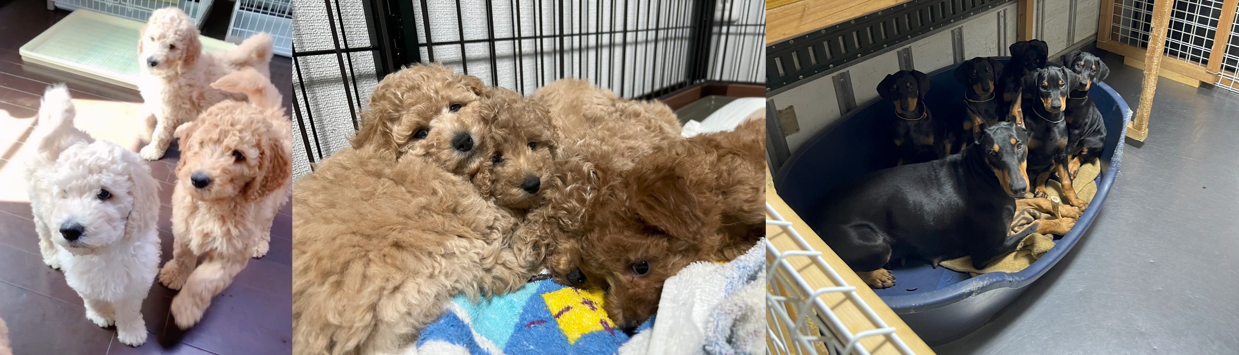 シュトラールケンネルのパピー画像