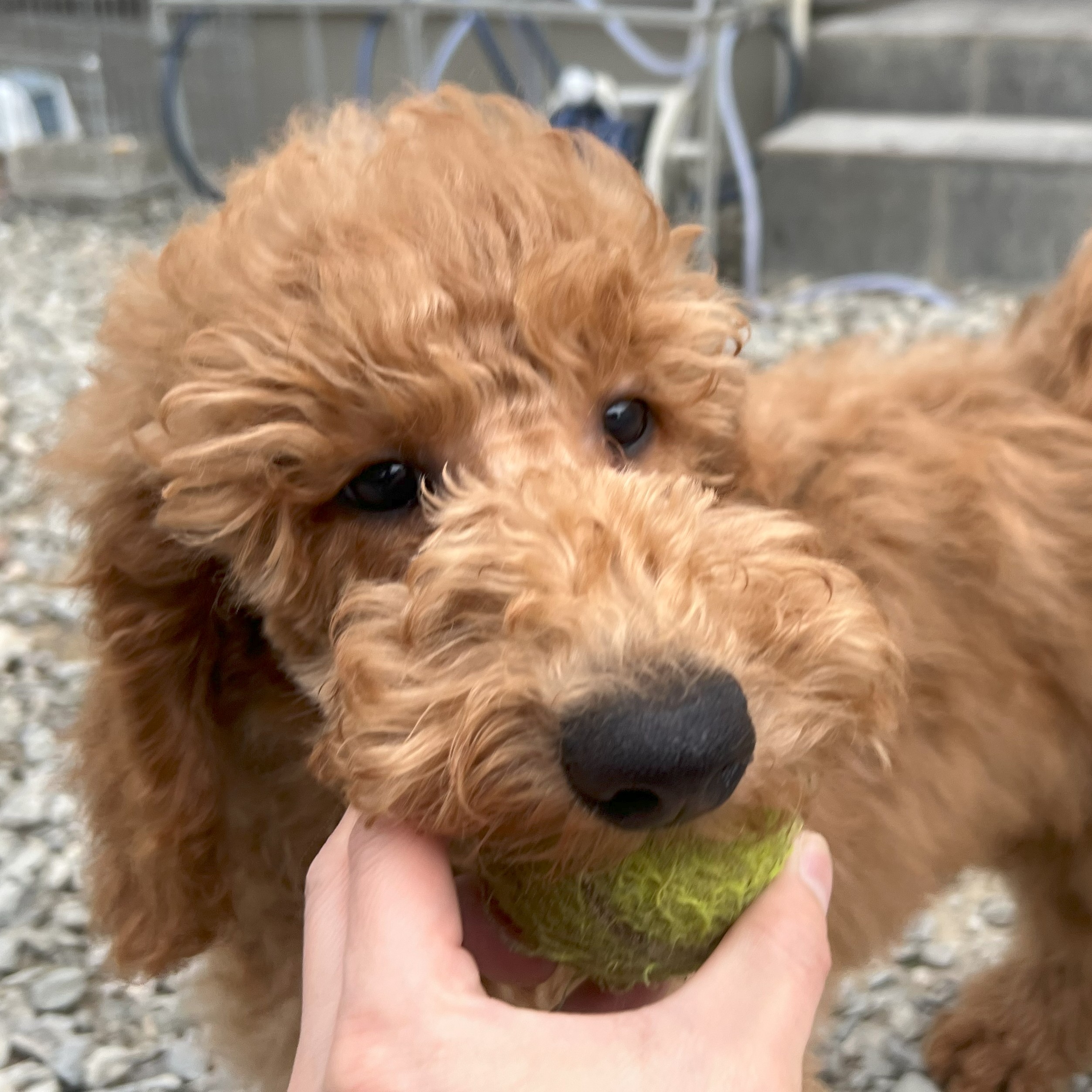 徳島県|阿南市|ブリーダー|シュトラールケンネル|スタンダードプードルの子犬1