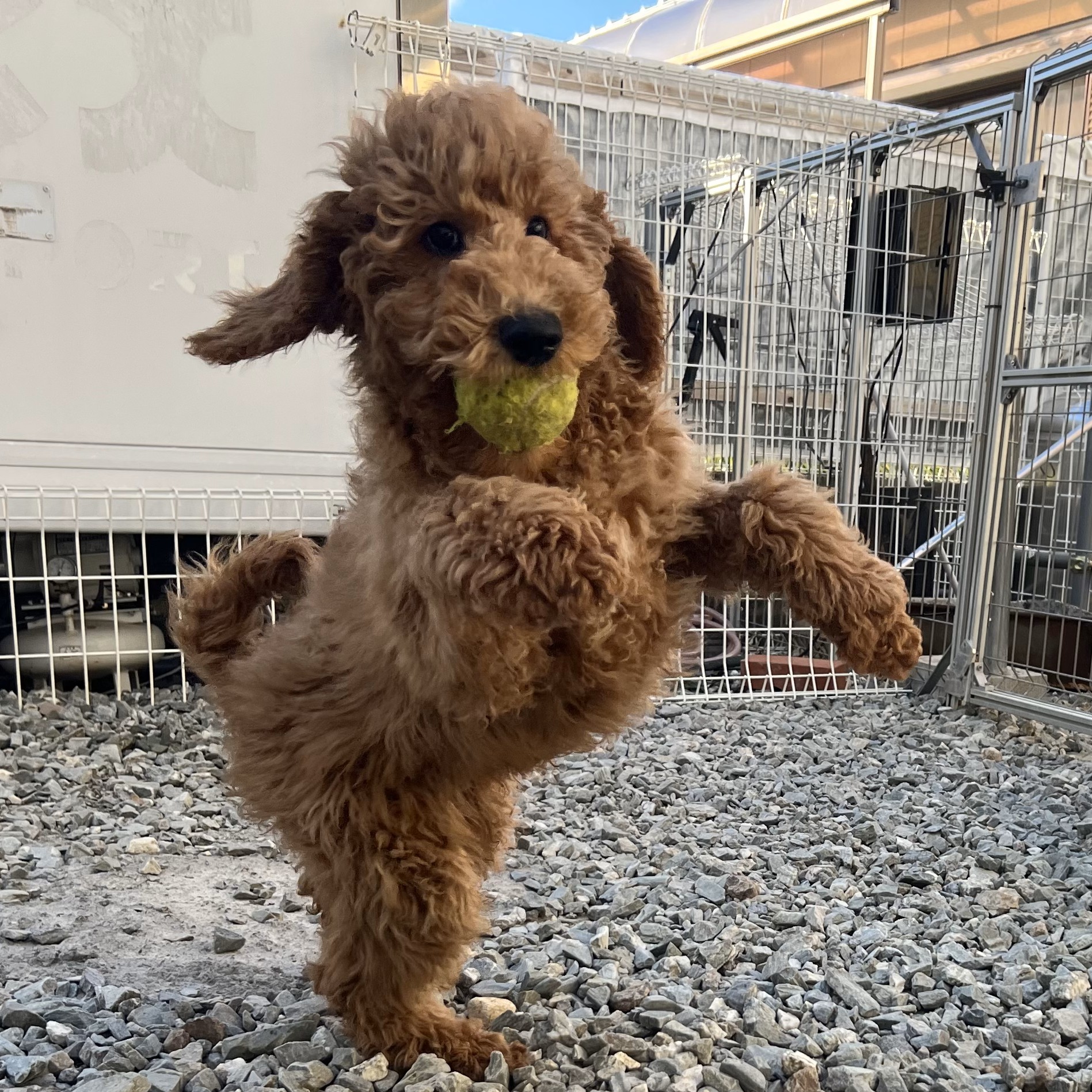 徳島県|阿南市|ブリーダー|シュトラールケンネル|スタンダードプードルの子犬2