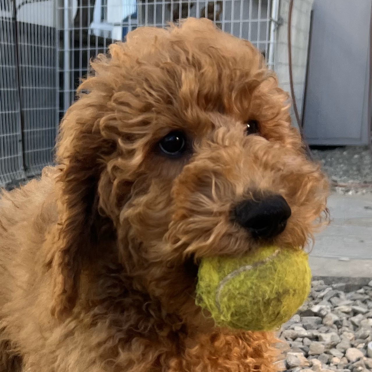徳島県|阿南市|ブリーダー|シュトラールケンネル|スタンダードプードルの子犬3