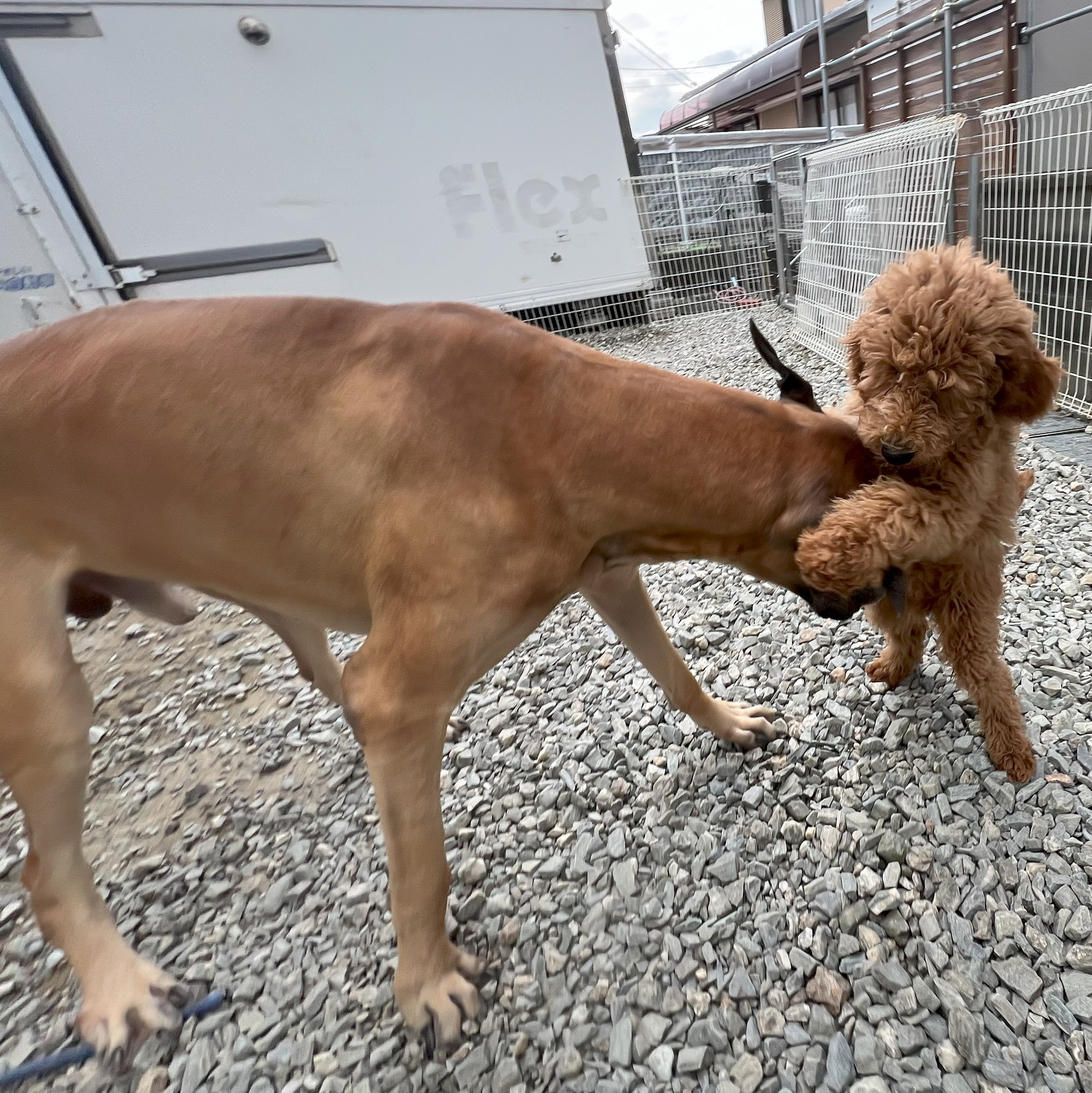 徳島県|阿南市|ブリーダー|シュトラールケンネル|スタンダードプードルの子犬4