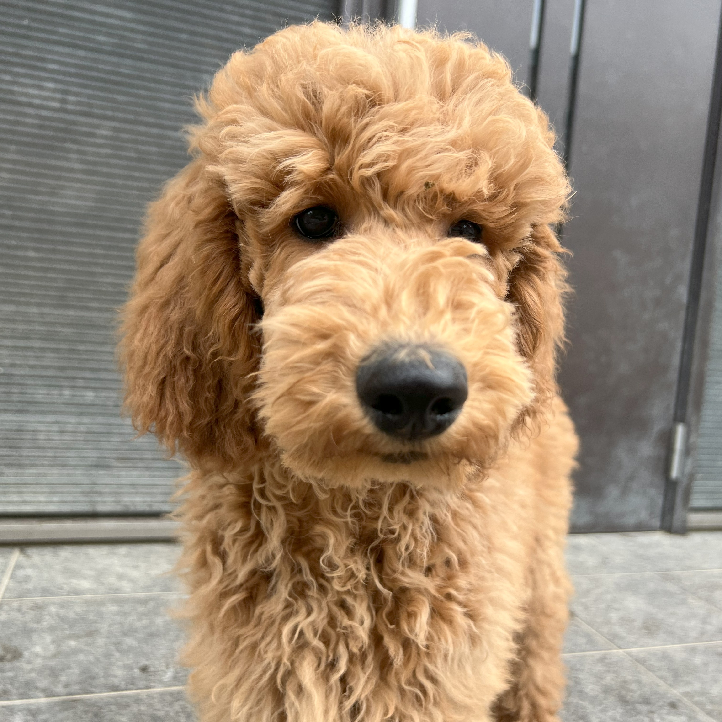 徳島県|阿南市|ブリーダー|シュトラールケンネル|スタンダードプードルの子犬1