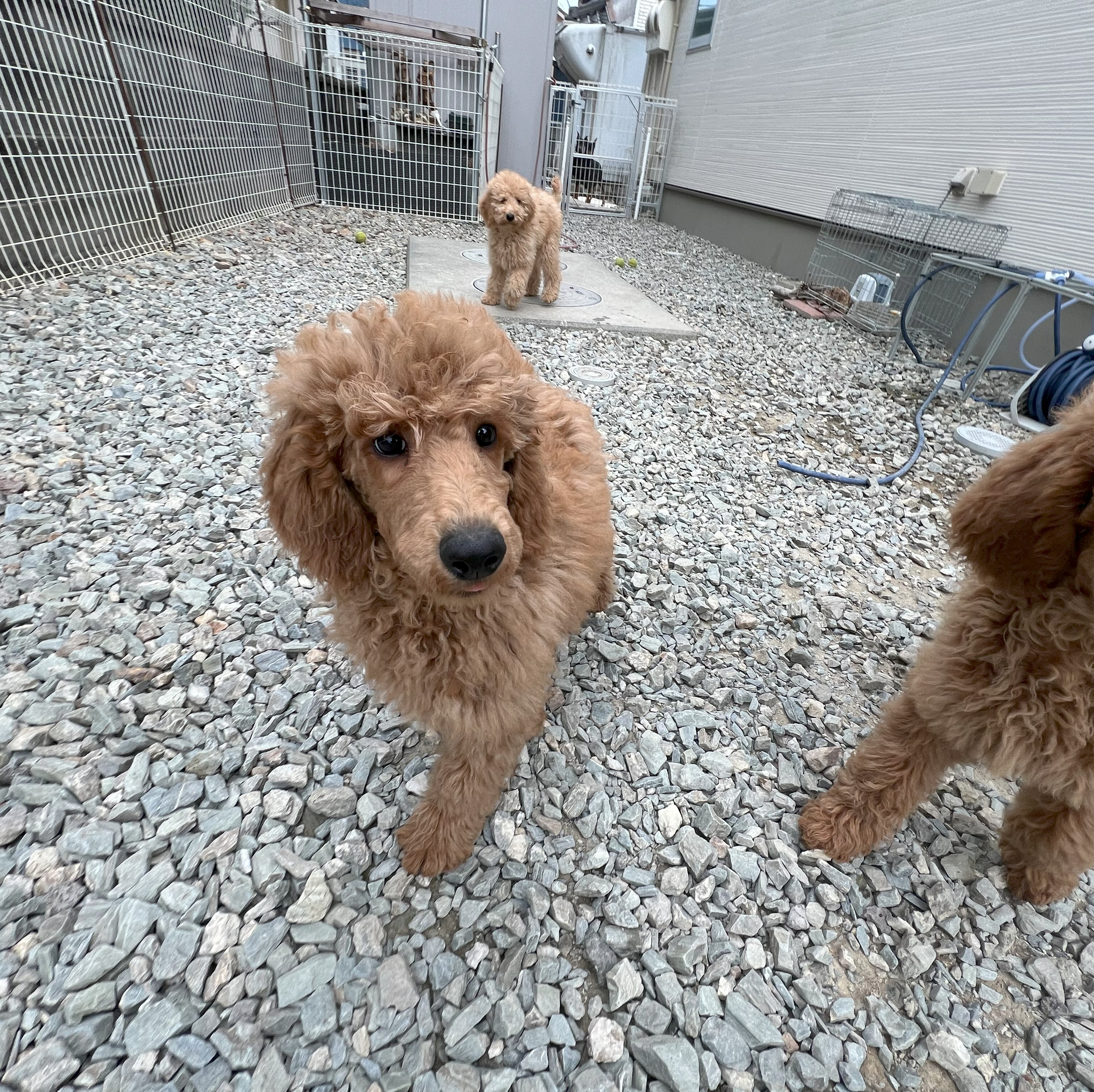 徳島県|阿南市|ブリーダー|シュトラールケンネル|スタンダードプードルの子犬2