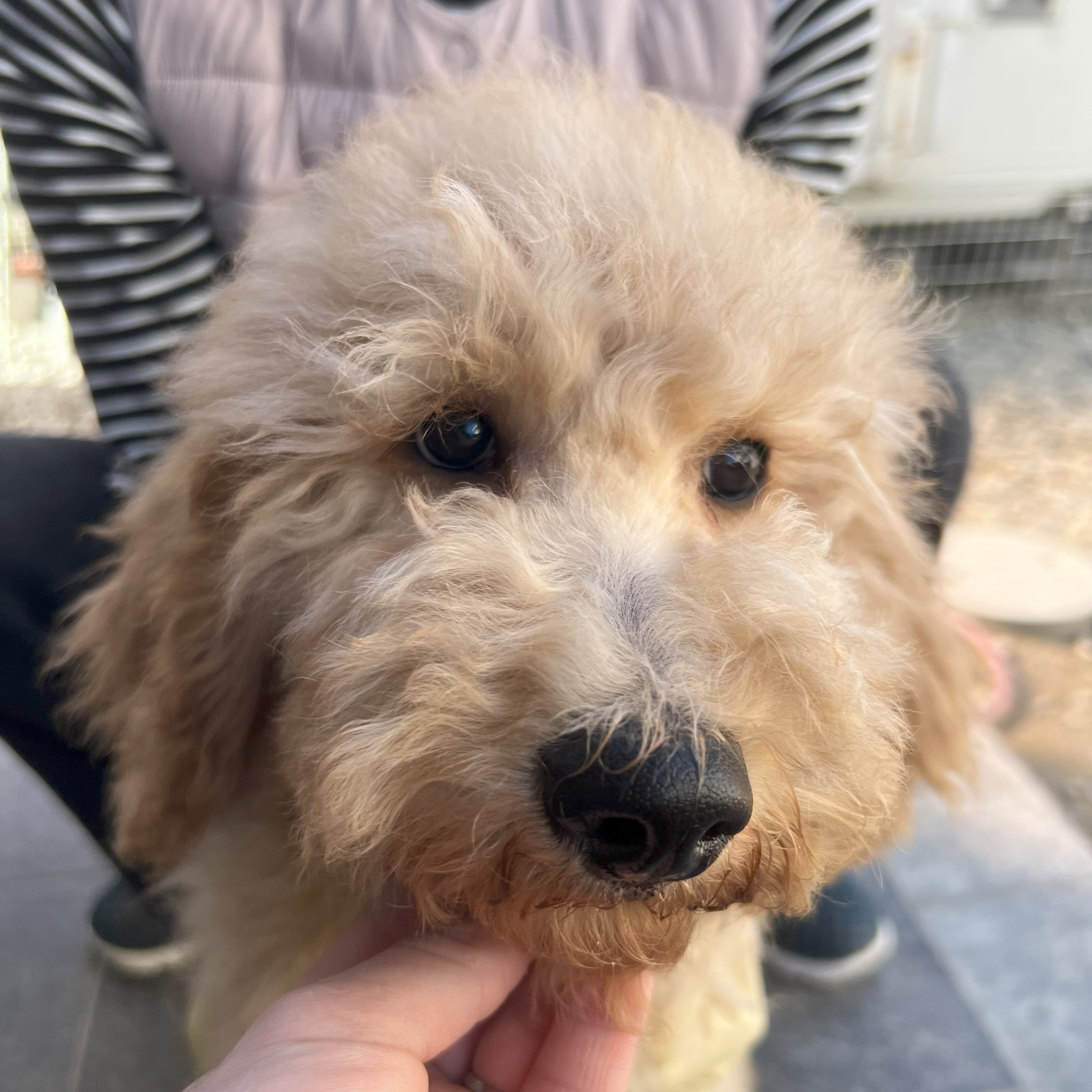 徳島県|阿南市|ブリーダー|シュトラールケンネル|スタンダードプードルの子犬3