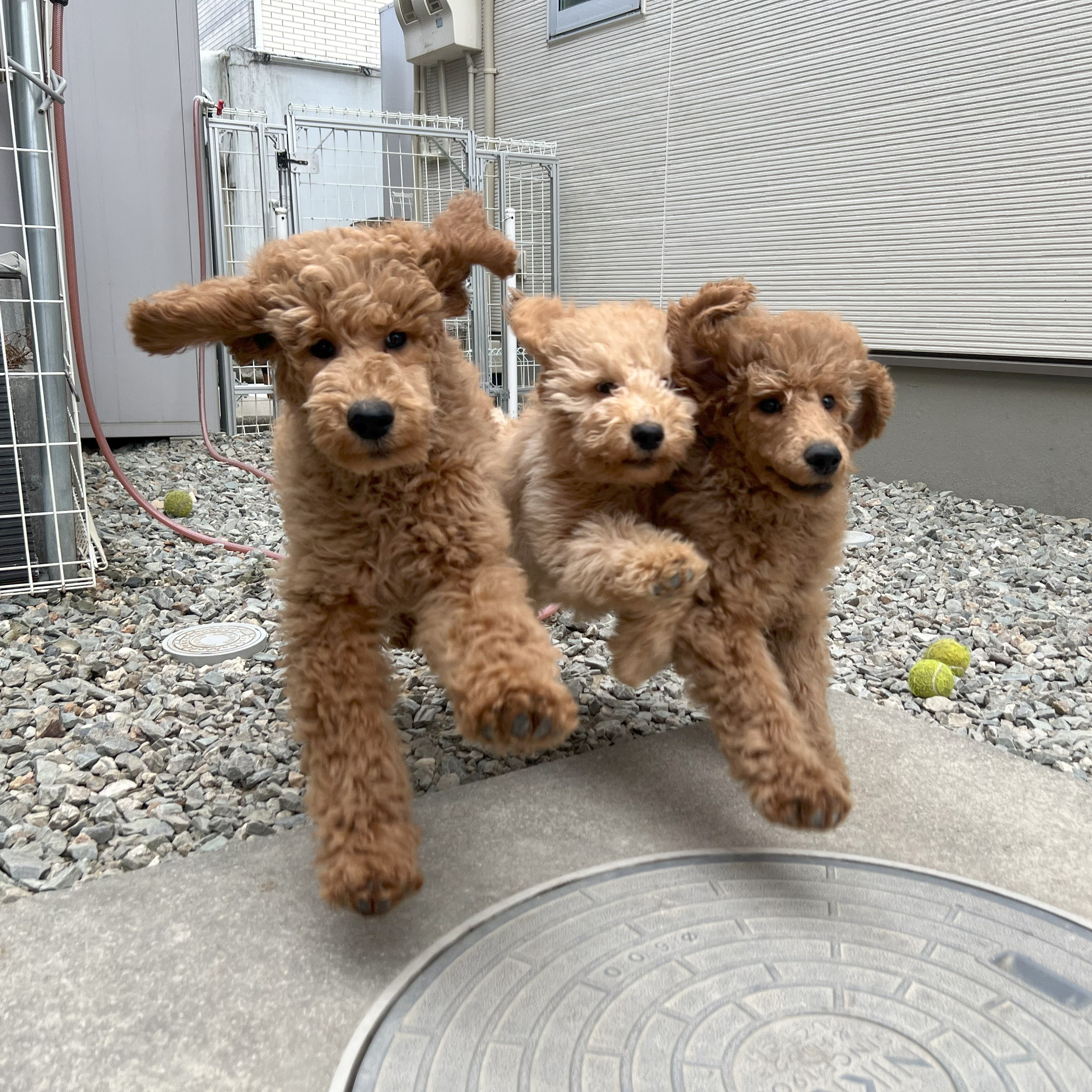 徳島県|阿南市|ブリーダー|シュトラールケンネル|スタンダードプードルの子犬5