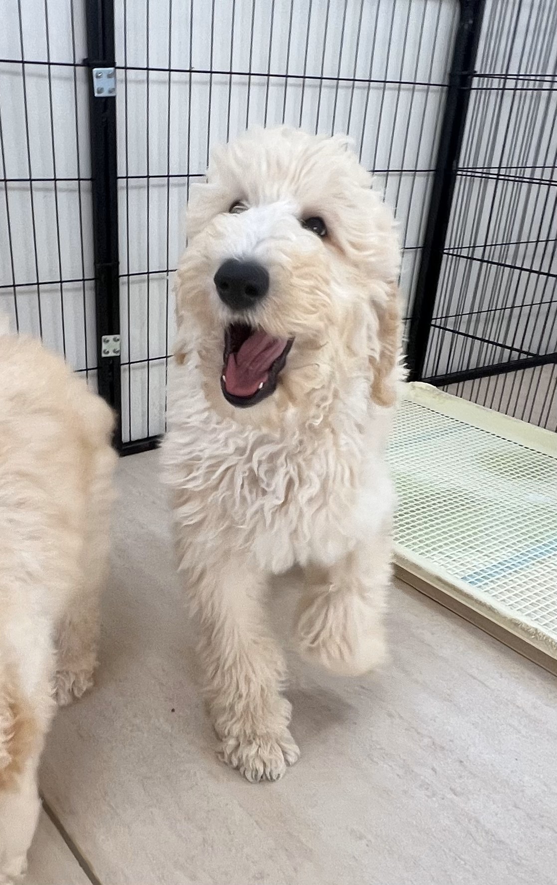徳島県|阿南市|ブリーダー|シュトラールケンネル|スタンダードプードルの子犬1|
