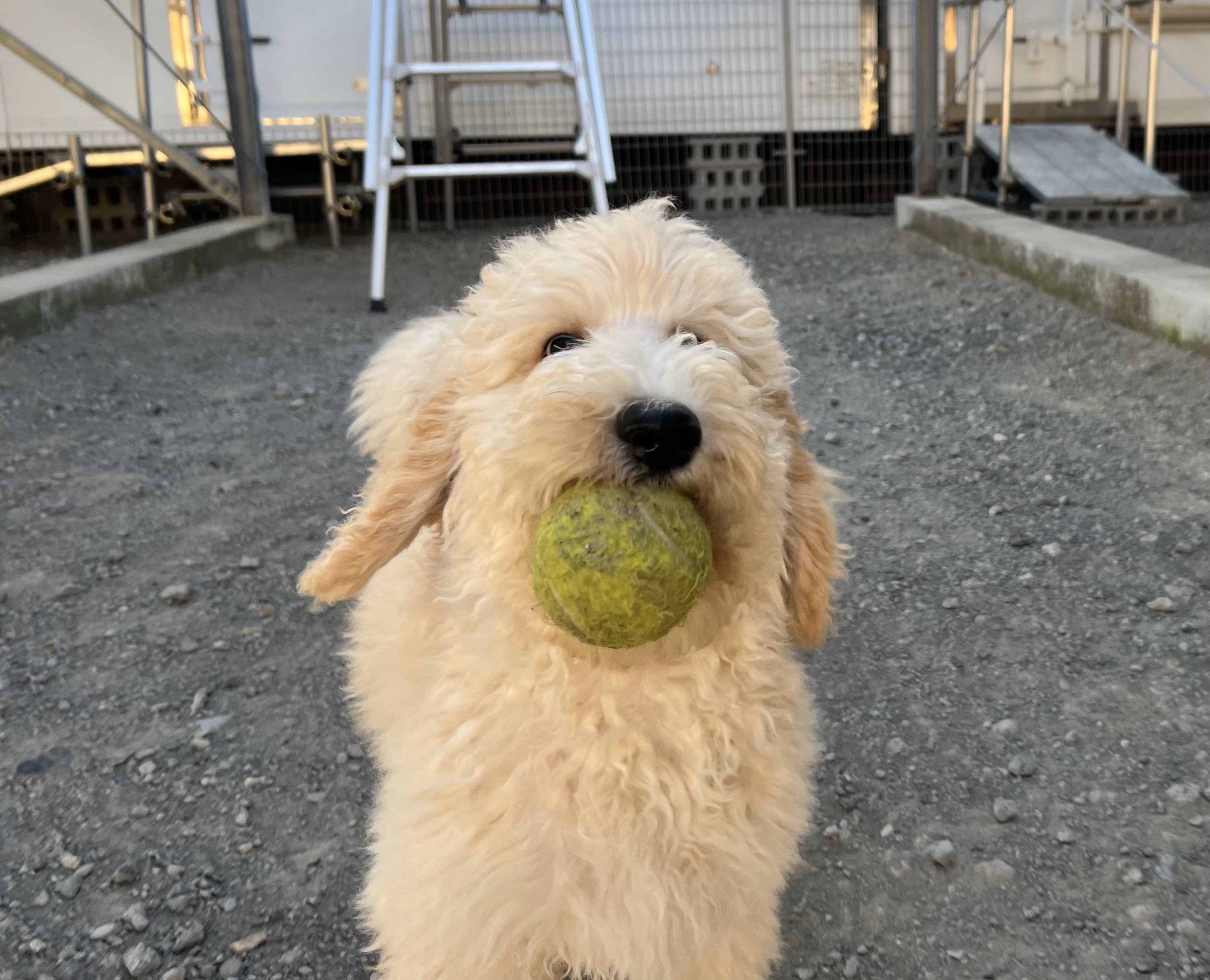 徳島県|阿南市|ブリーダー|シュトラールケンネル|スタンダードプードルの子犬2