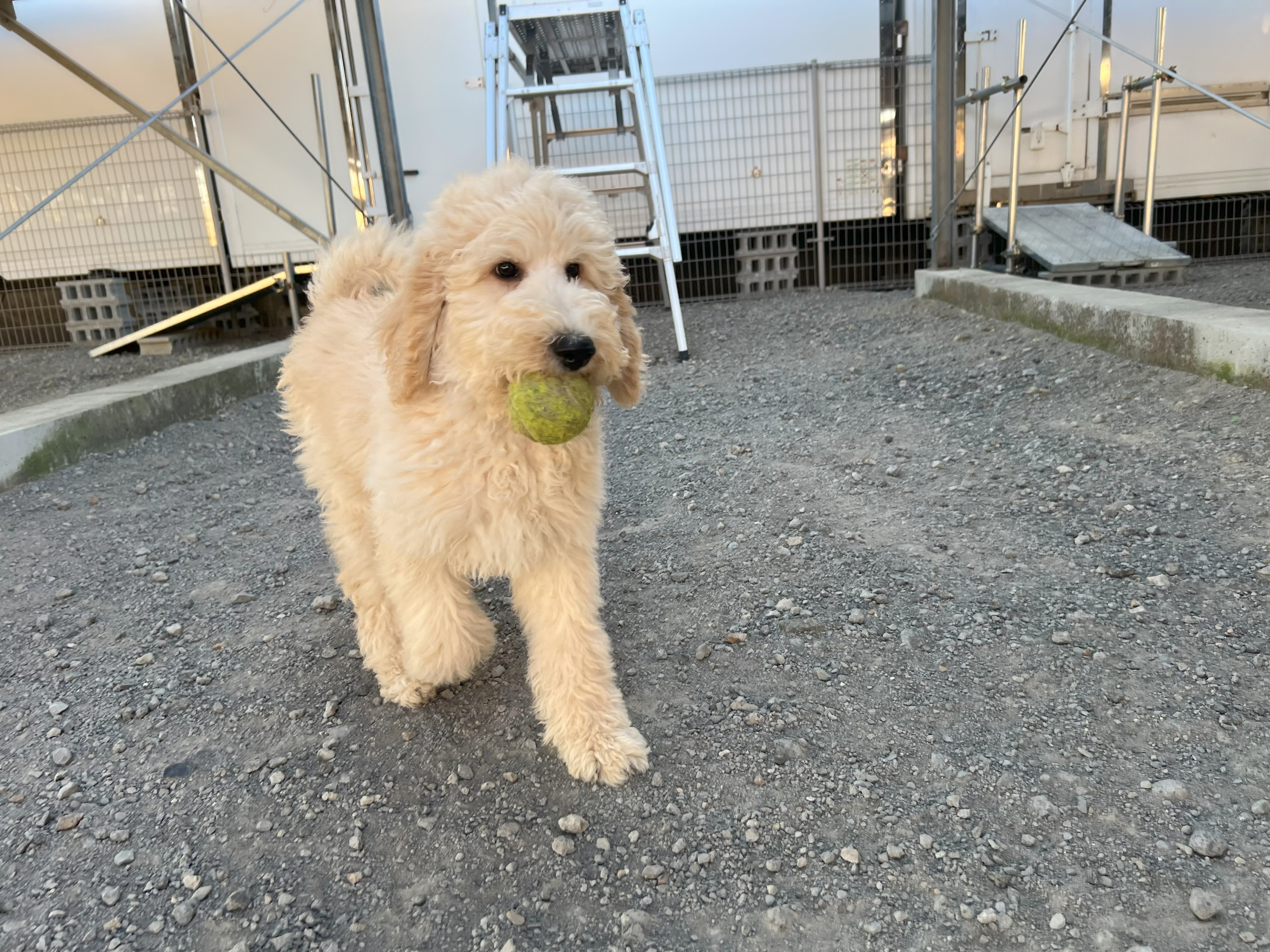 徳島県|阿南市|ブリーダー|シュトラールケンネル|スタンダードプードルの子犬3