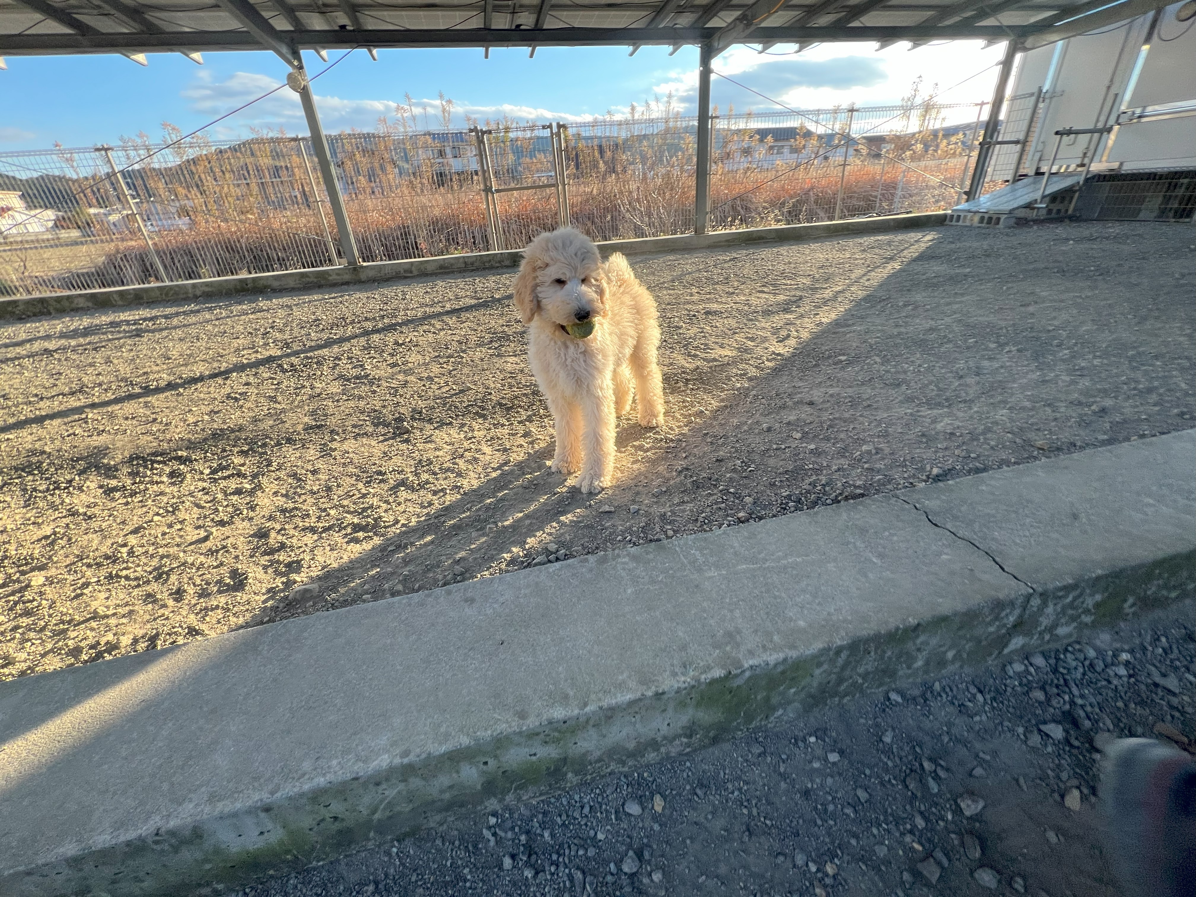 徳島県|阿南市|ブリーダー|シュトラールケンネル|スタンダードプードルの子犬4
