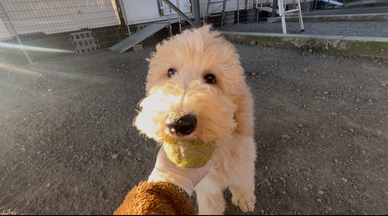 徳島県|阿南市|ブリーダー|シュトラールケンネル|スタンダードプードルの子犬5