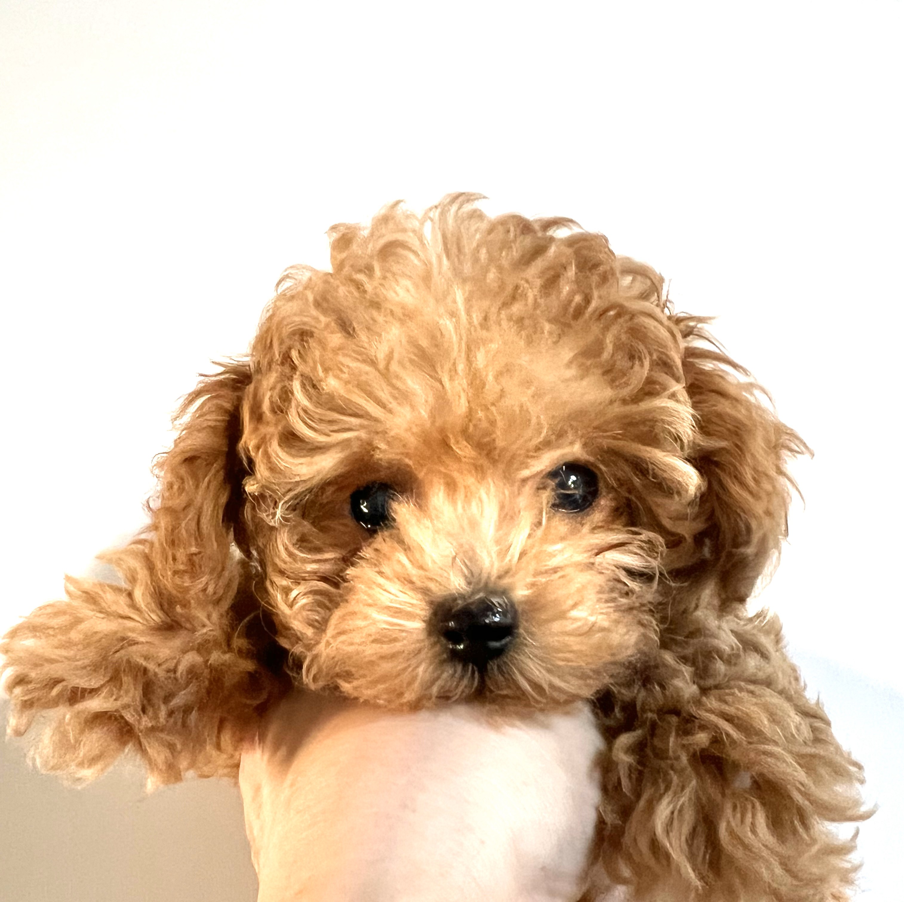 徳島県|阿南市|ブリーダー|シュトラールケンネル|ティーカッププードルの子犬1|