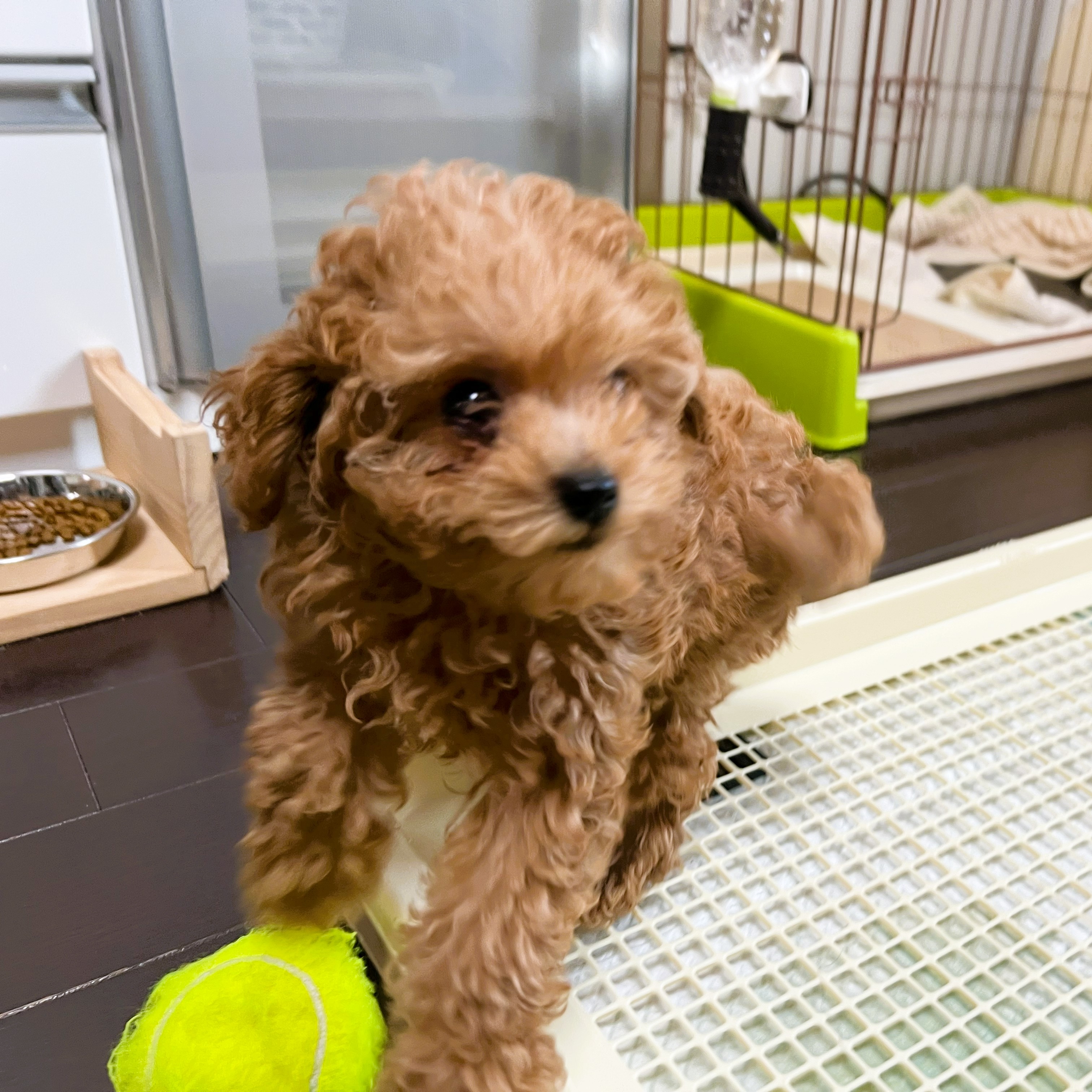 徳島県|阿南市|ブリーダー|シュトラールケンネル|ティーカッププードルの子犬2|