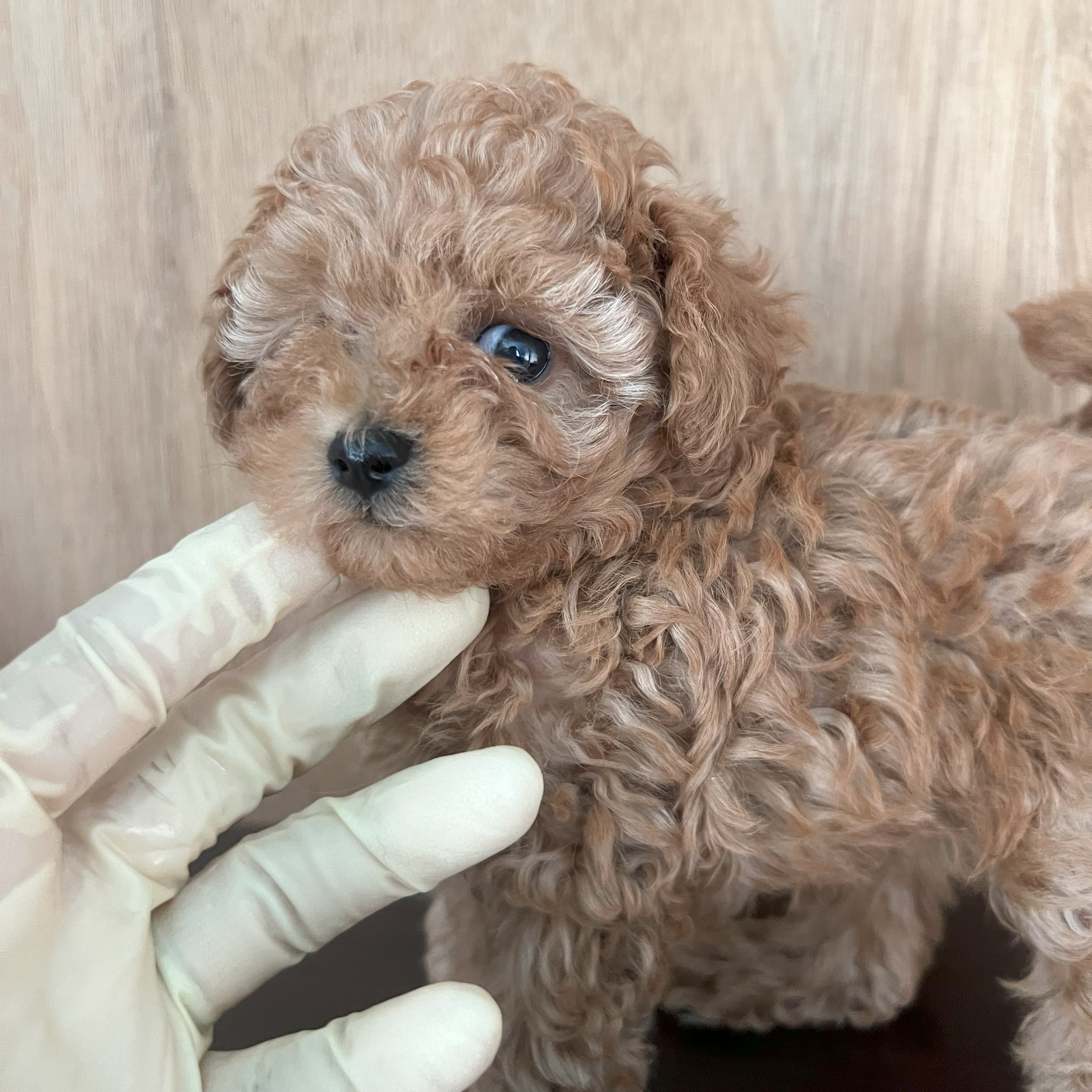 徳島県|阿南市|ブリーダー|シュトラールケンネル|ティーカッププードルの子犬3|