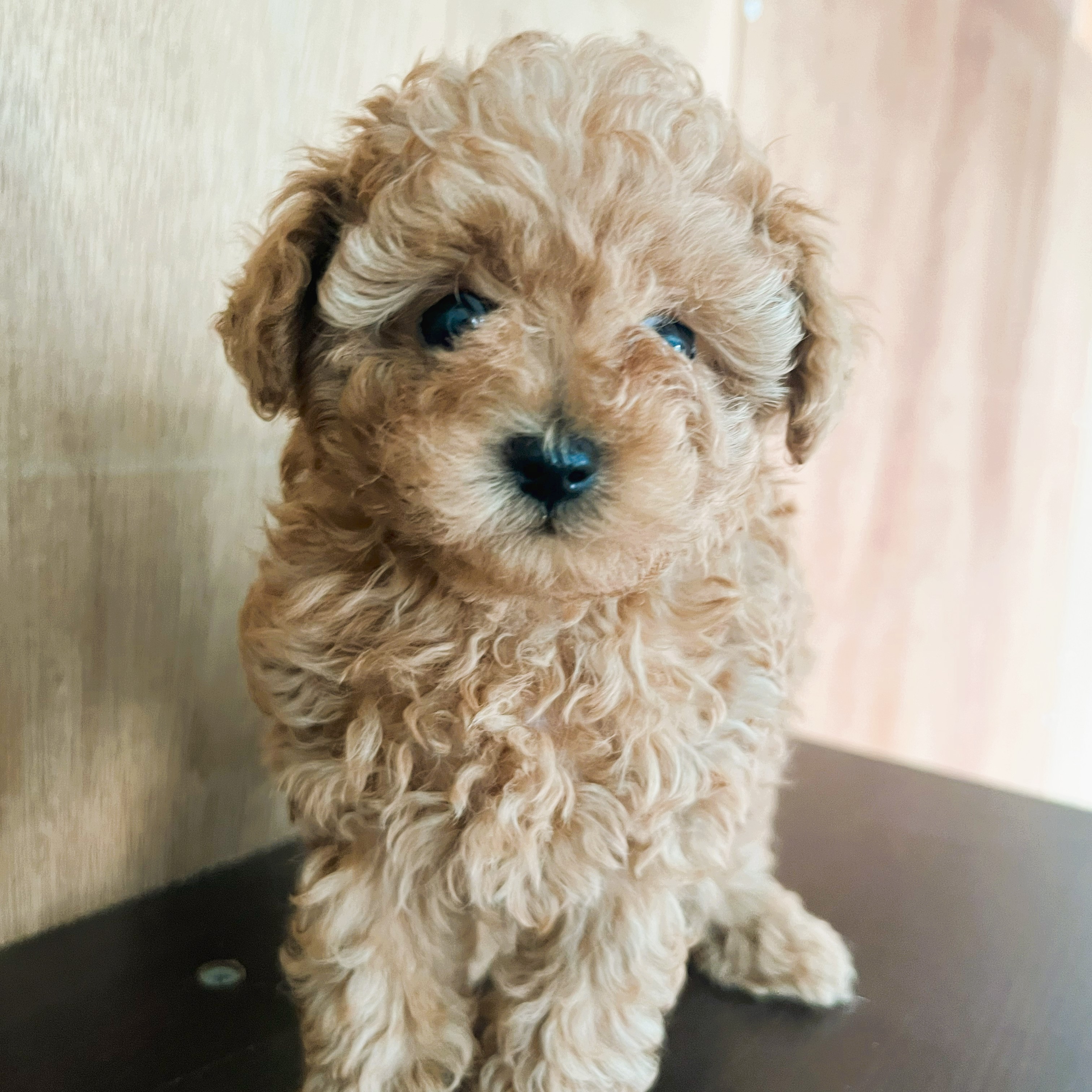 徳島県|阿南市|ブリーダー|シュトラールケンネル|ティーカッププードルの子犬4|