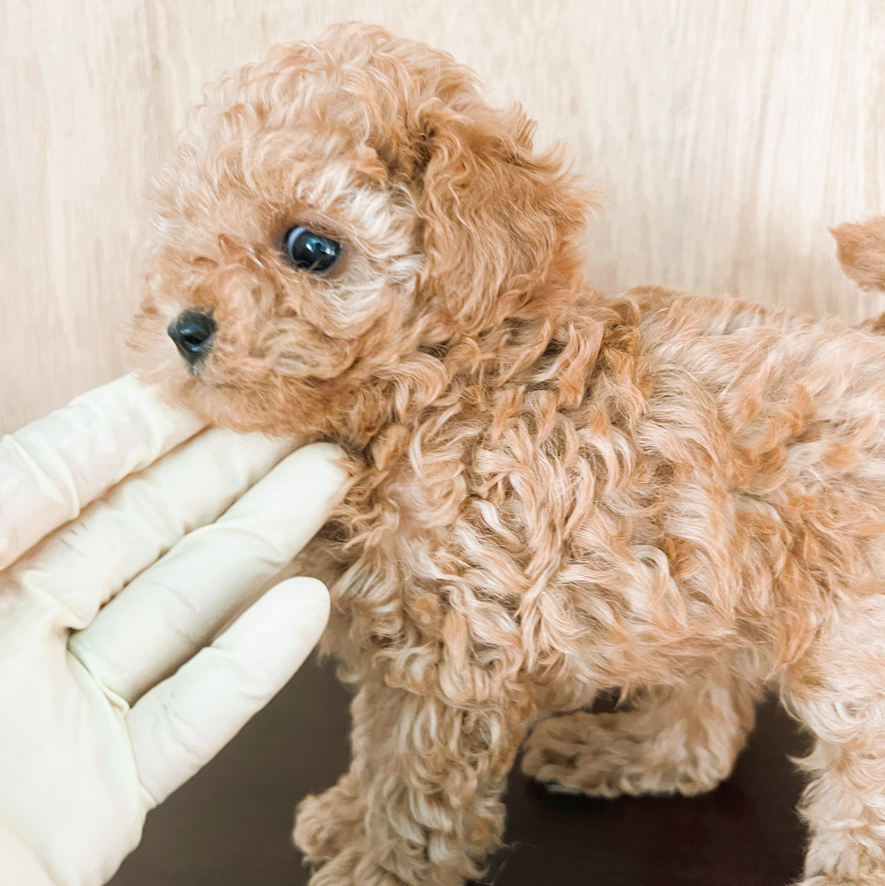 徳島県|阿南市|ブリーダー|シュトラールケンネル|ティーカッププードルの子犬5|