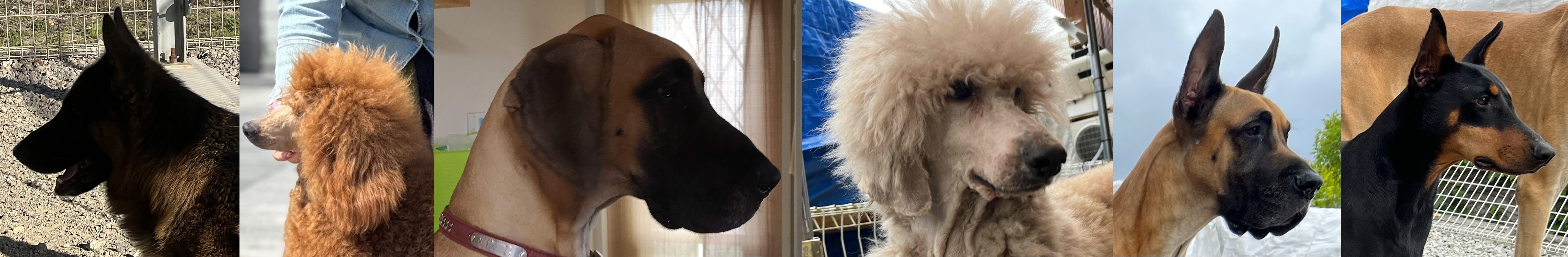 徳島のシュトラールケンネルsnsの画像